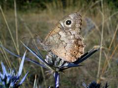 Hipparchia statilinus