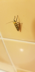 Atteva aurea