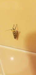 Atteva aurea
