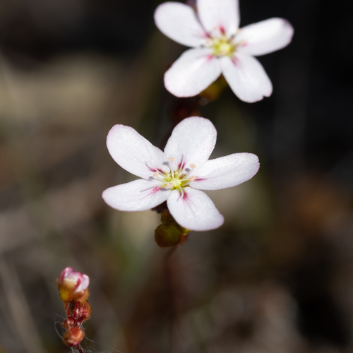 Drosera androsacea