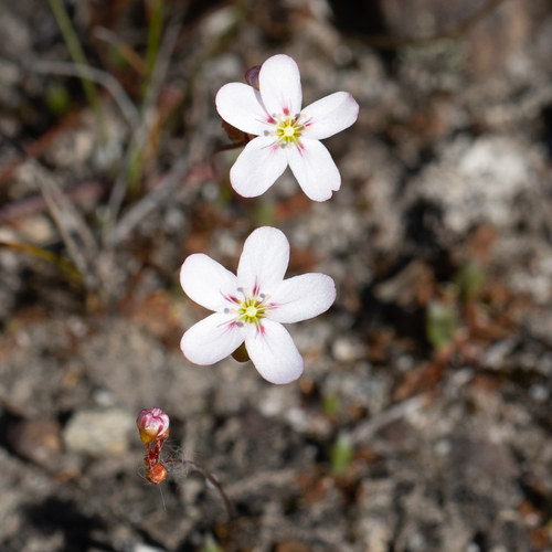 Drosera androsacea