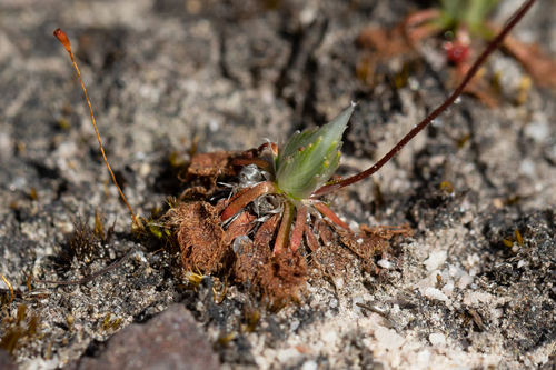 Drosera androsacea