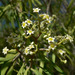 Geijera parviflora - Photo (c) Stan Shebs, algunos derechos reservados (CC BY-SA)