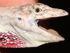 Anolis utilensis