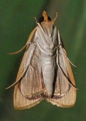 Prooedema inscisalis