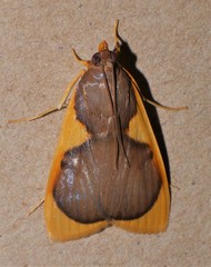 Prooedema inscisalis