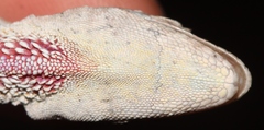 Anolis utilensis