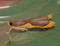 Prooedema inscisalis