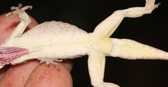 Anolis utilensis
