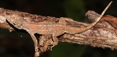 Anolis utilensis