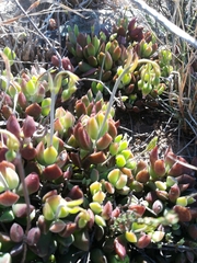 Cotyledon papillaris