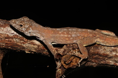 Anolis utilensis