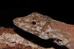 Anolis utilensis