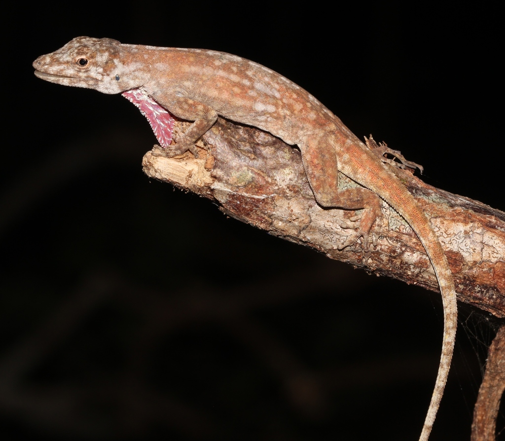 Mangrove Anole