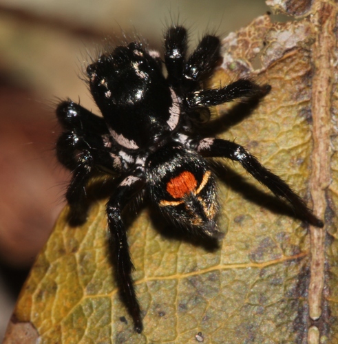 Corythalia opima