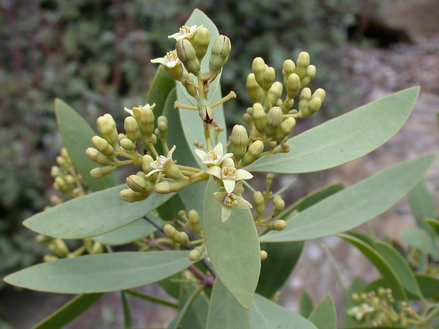 Santalum