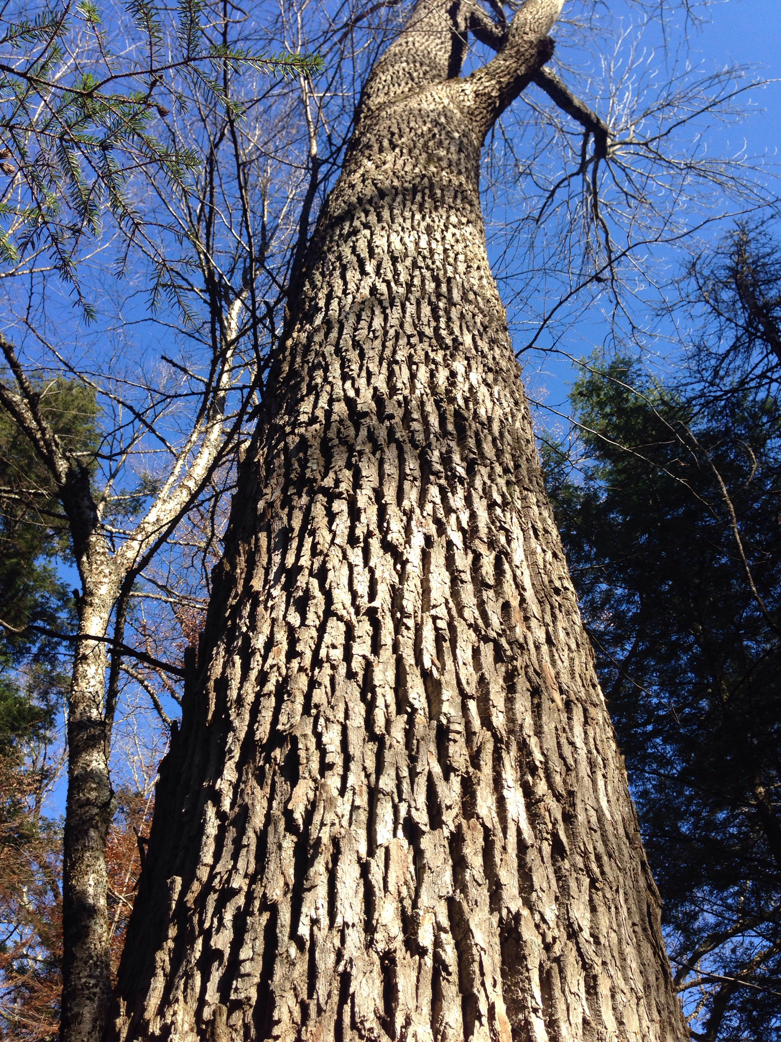 Frêne blanc (Fraxinus americana) — photo 2
