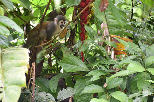 Ecuadorean Squirrel Monkey