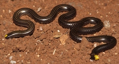 Black Blind Snake photo 2