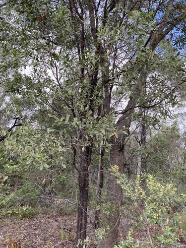 Rosewood (Acacia rhodoxylon)