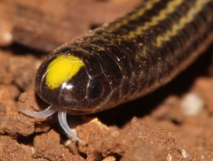 Black Blind Snake photo 1