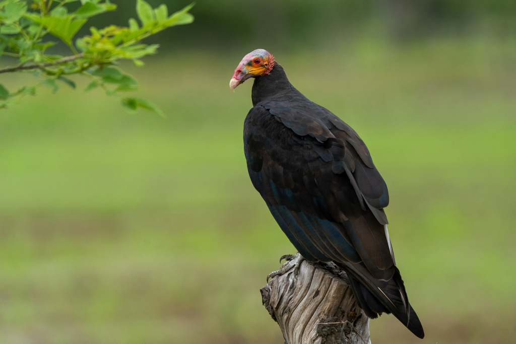 Lesser Yellow-headed Vulture