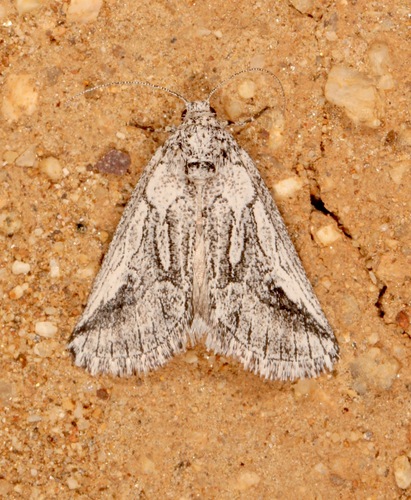 Oxycnemis fusimacula Smith, 1902