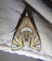 Margarosticha euprepialis