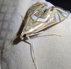 Margarosticha euprepialis