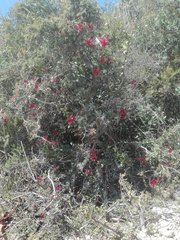 Schotia afra afra