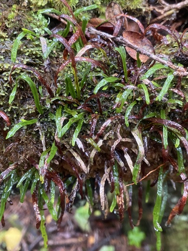 Kolokolo (Adenophorus tenellus)