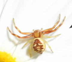 Synema marlothi