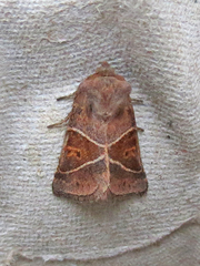 Lemmeria digitalis