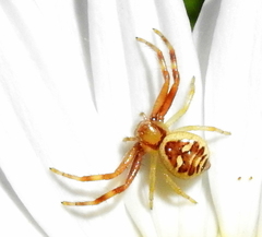 Synema marlothi