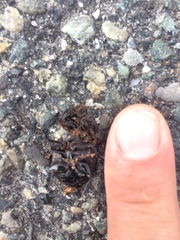 Pentodon bidens punctatus