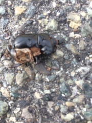 Pentodon bidens punctatus