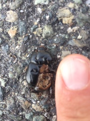 Pentodon bidens punctatus