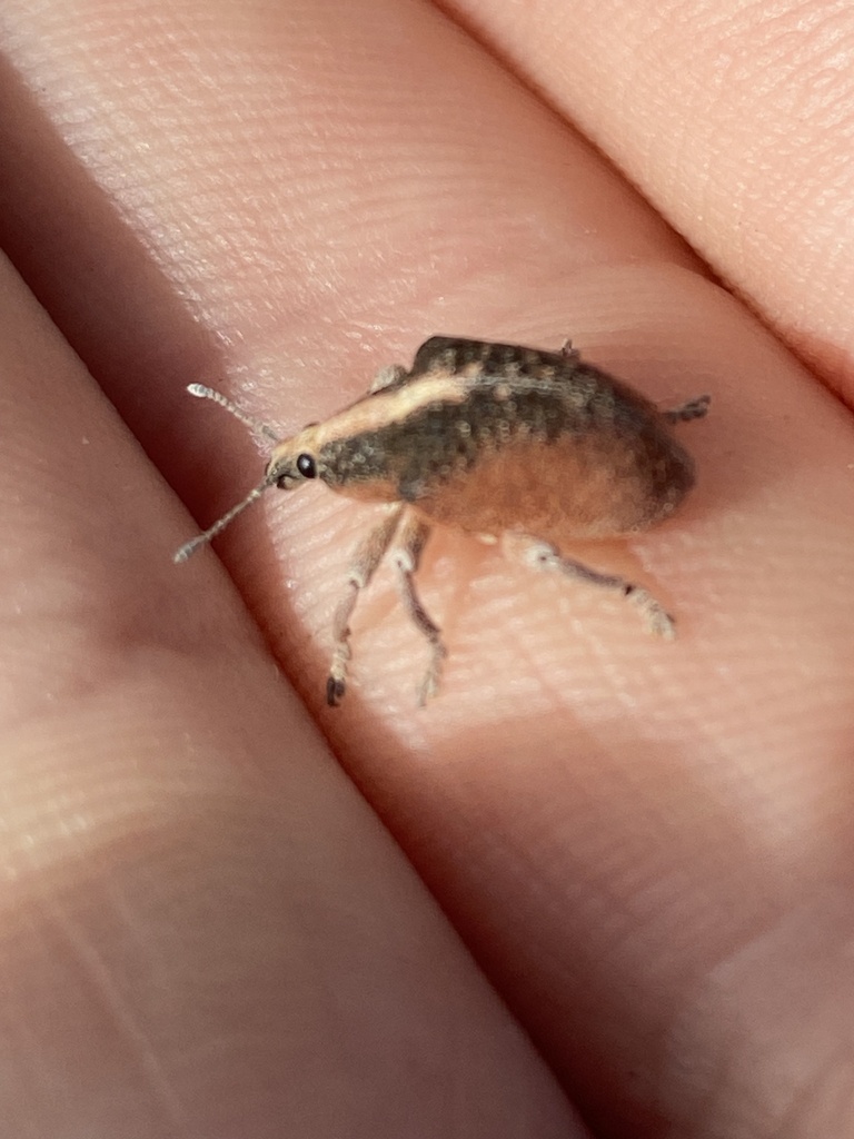 Gonipterus suturalis