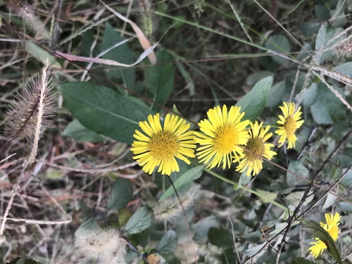 Aster alatipes