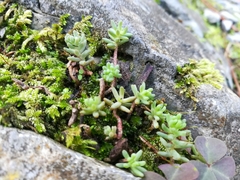 Sedum potosinum