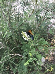 Rhynchophion flammipennis