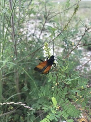 Rhynchophion flammipennis