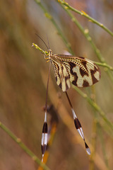 Nemoptera bipennis