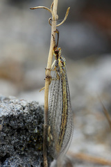 Macronemurus appendiculatus