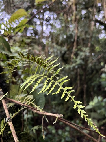 Eared Spleenwort (Asplenium cuspidatum)