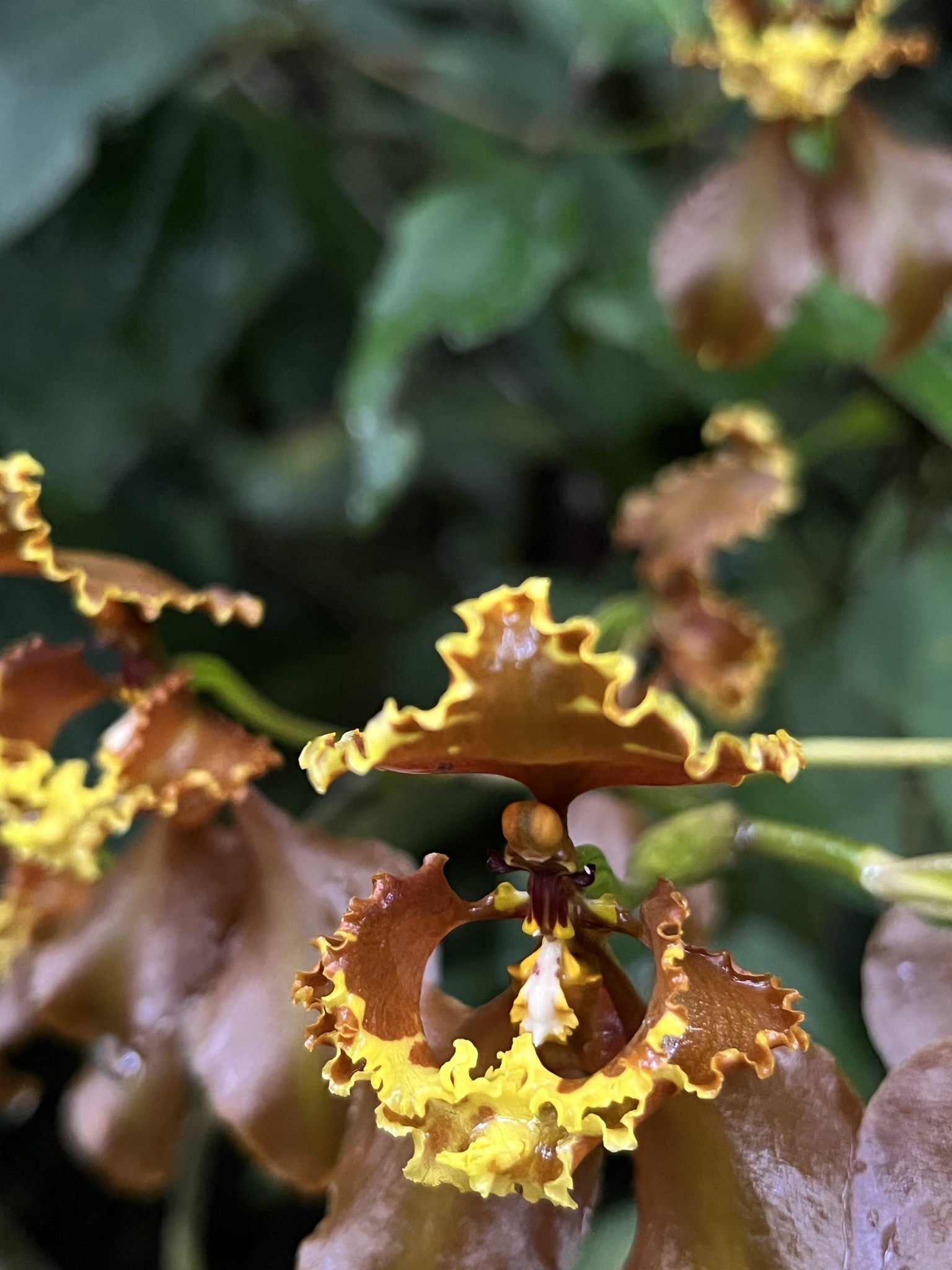 Cyrtochilum baldeviamae (Rchb.f.) Kraenzl.