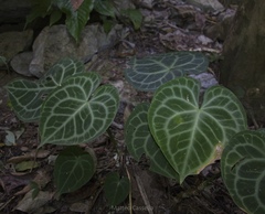 Anthurium clarinervium, photograph (c) Matteo Cassella, some rights reserved (CC BY-SA)