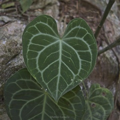 Anthurium clarinervium, photograph (c) Matteo Cassella, some rights reserved (CC BY-SA)
