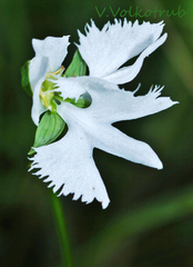 Pecteilis radiata