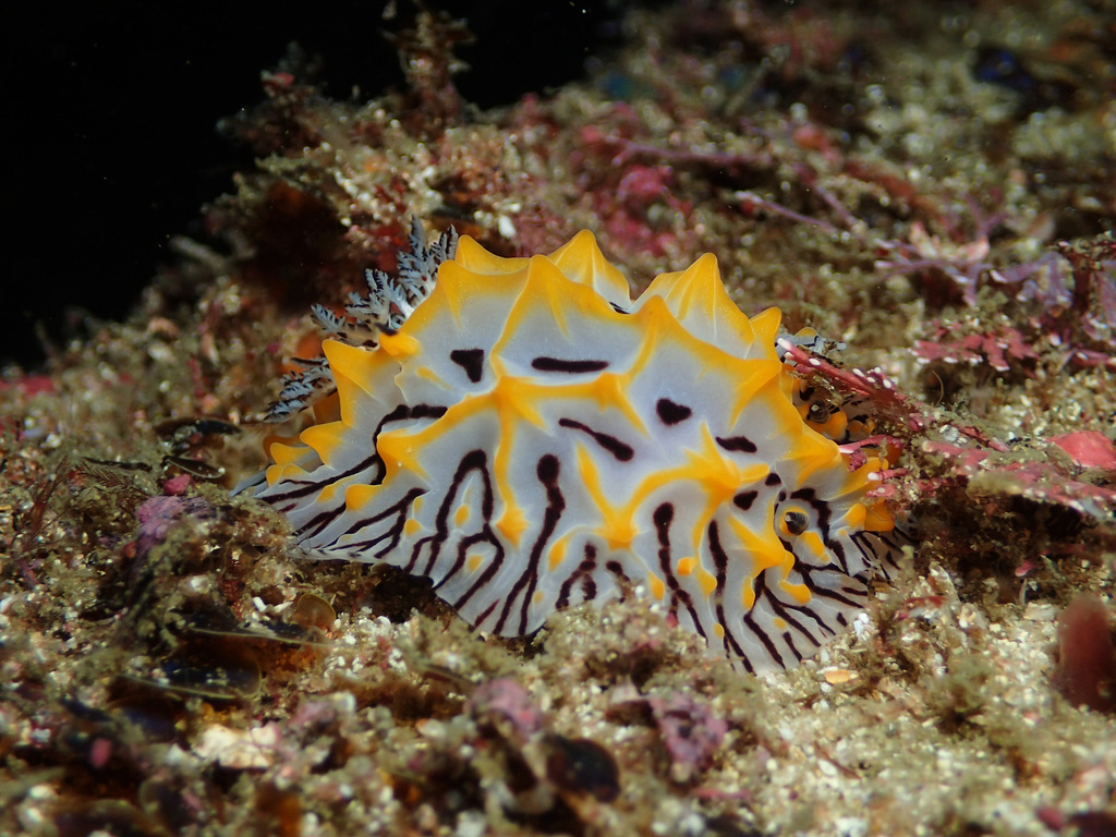 Halgerda from Jervis Bay NSW, Australia on January 12, 2019 at 07:17 PM ...